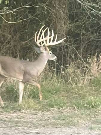 364 Acres of Land for Sale in Scurry, Texas