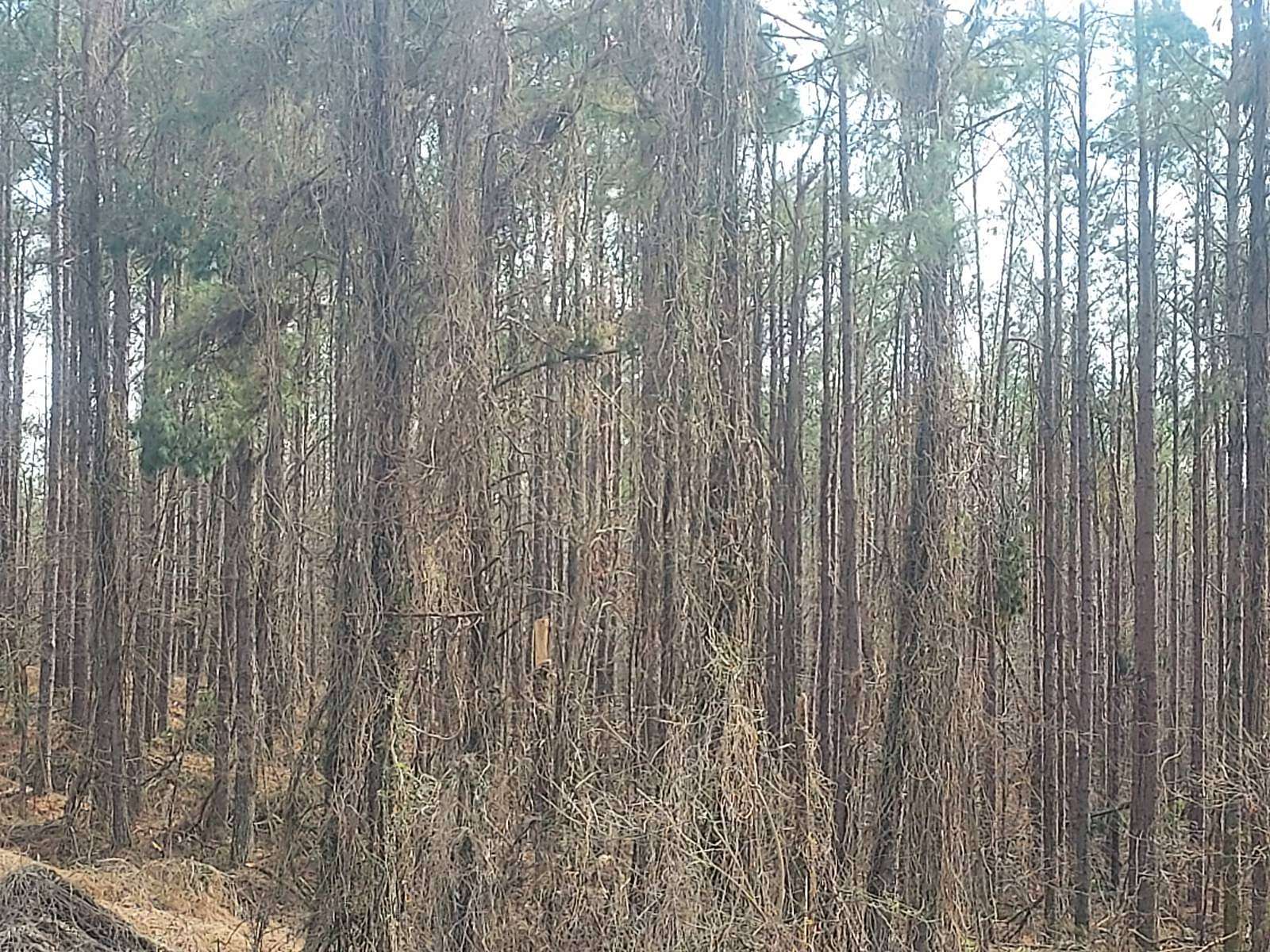 160 Acres of Agricultural Land for Sale in Charleston, Mississippi