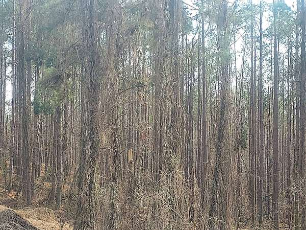 160 Acres of Agricultural Land for Sale in Charleston, Mississippi