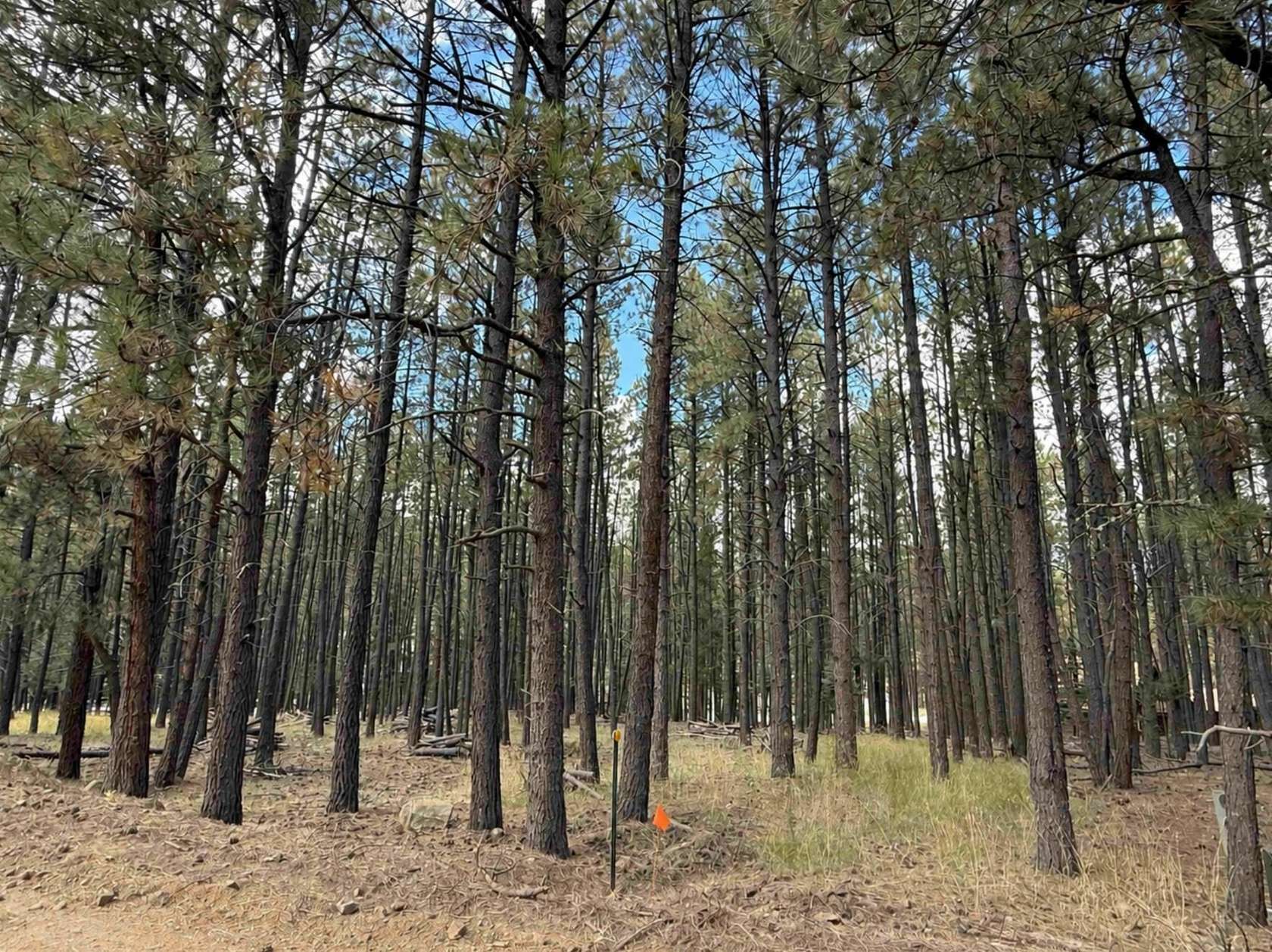 0.5 Acres of Residential Land for Sale in Angel Fire, New Mexico