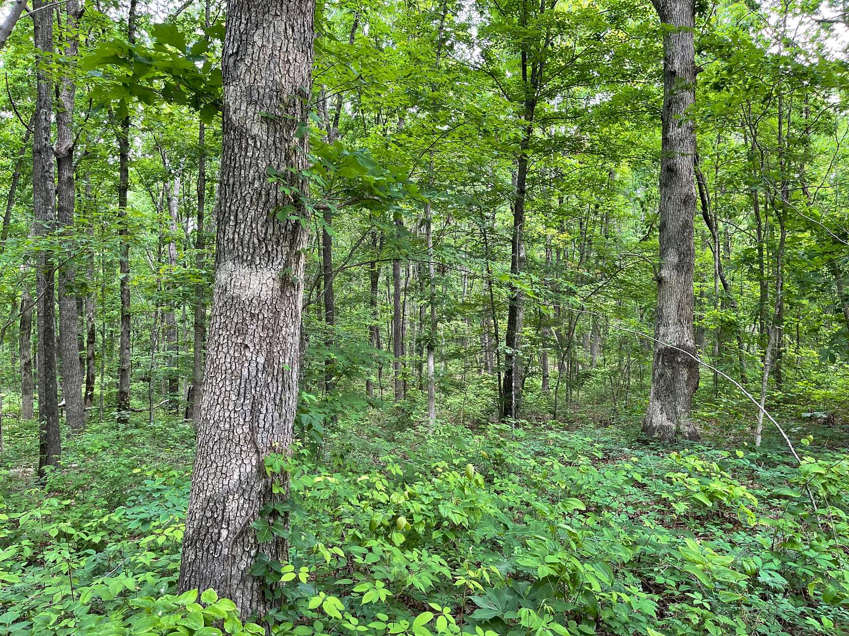 65 Acres of Recreational Land for Sale in Tracy City, Tennessee