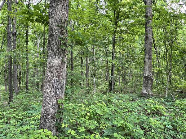 65 Acres of Recreational & Residential Land for Sale in Tracy City, Tennessee