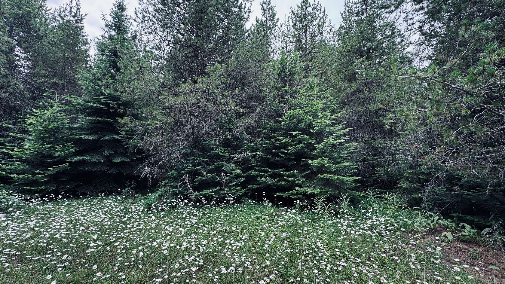 2.43 Acres of Residential Land for Sale in Weippe, Idaho