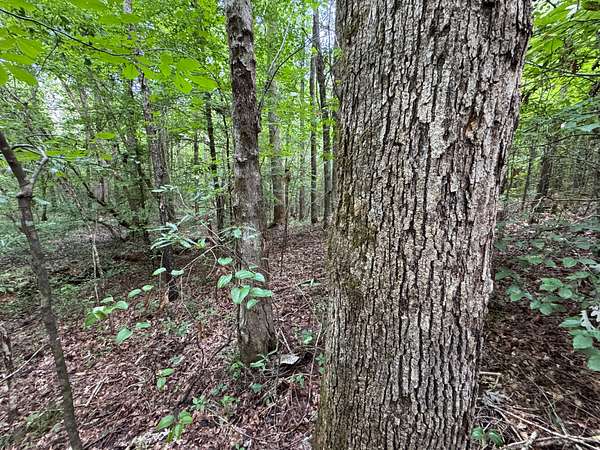 23 Acres of Recreational & Residential Land for Sale in Goodwater, Alabama