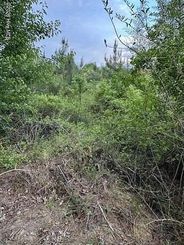 23.8 Acres of Land for Sale in Castalia, North Carolina