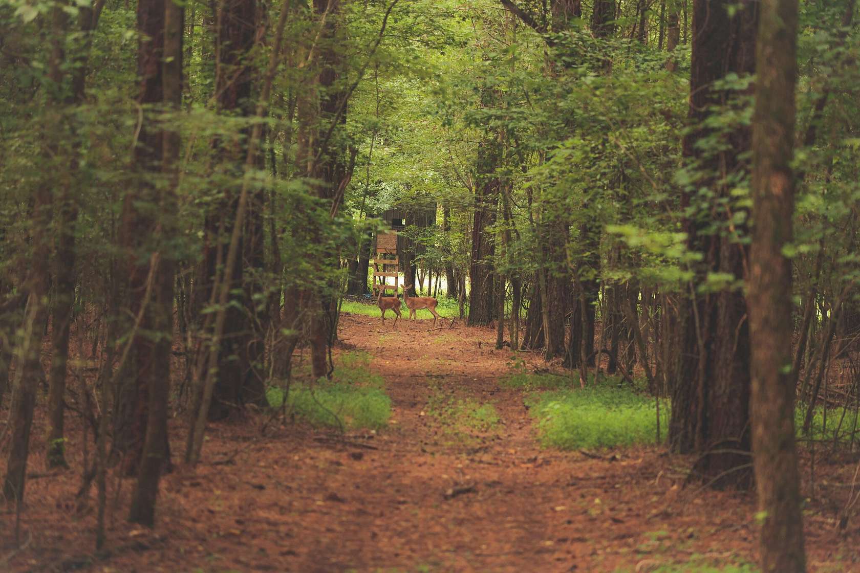 30 Acres of Recreational Land for Sale in Decherd, Tennessee