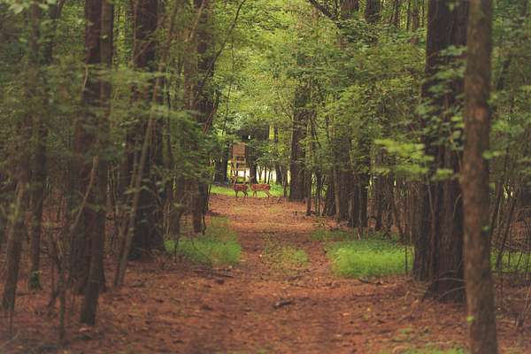30 Acres of Recreational Land for Sale in Decherd, Tennessee