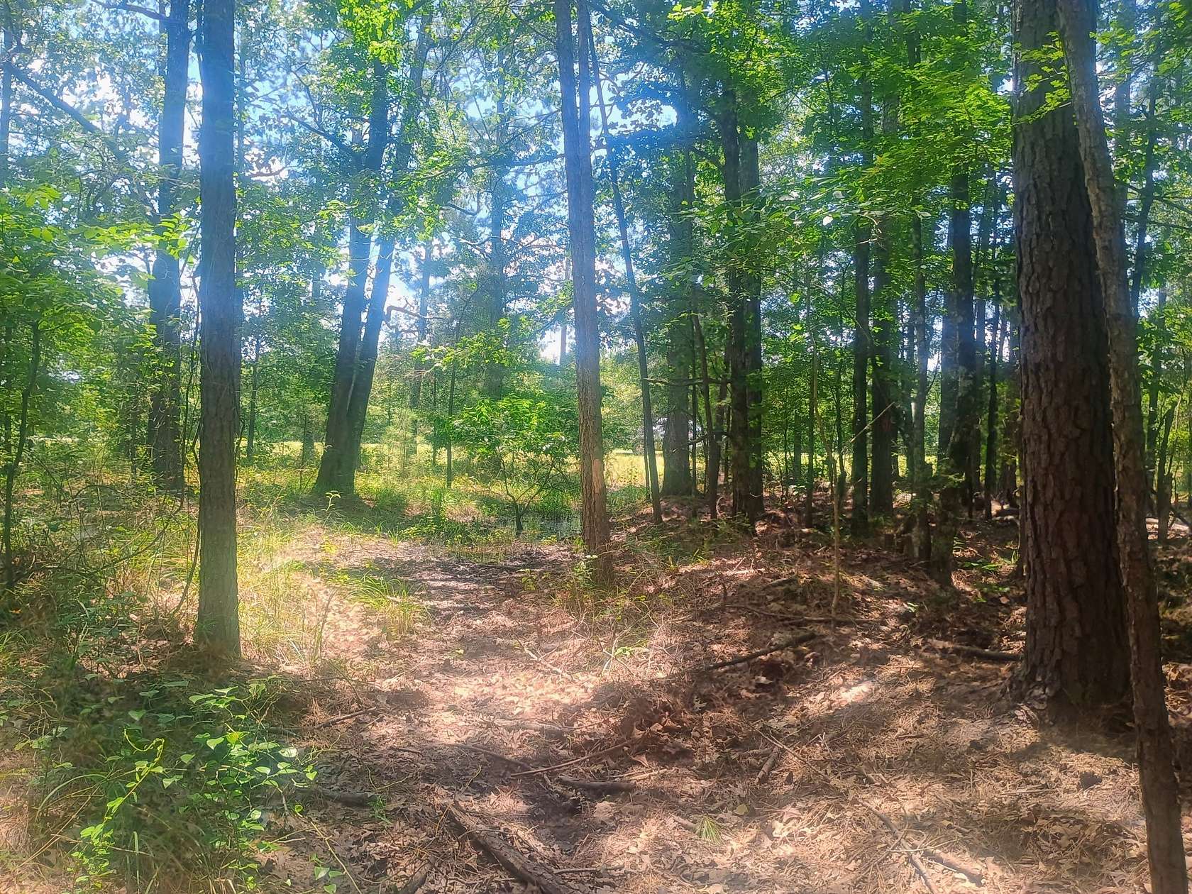 20 Acres of Recreational & Residential Land for Sale in Benton, Louisiana