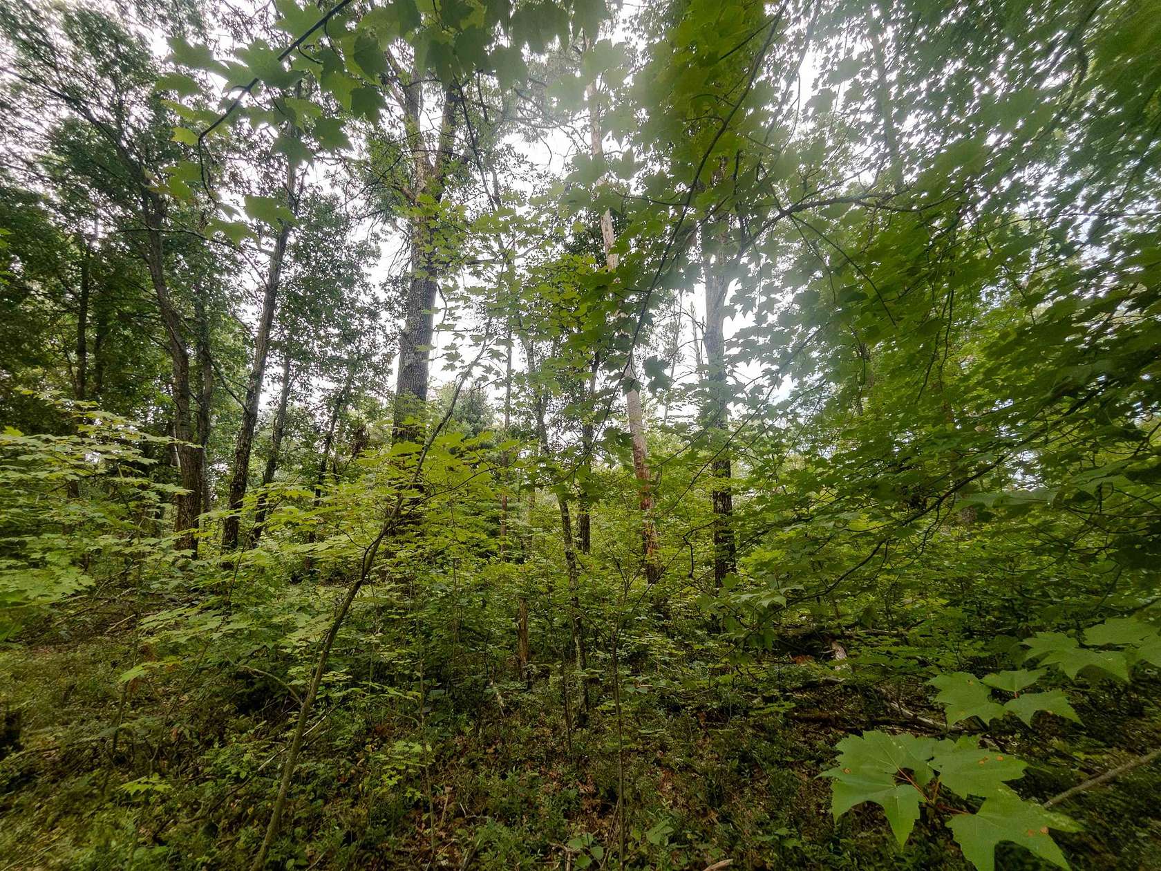 5 Acres of Land for Sale in Necedah, Wisconsin