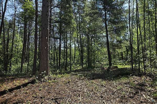 19.7 Acres of Recreational Land for Sale in Tomahawk, Wisconsin