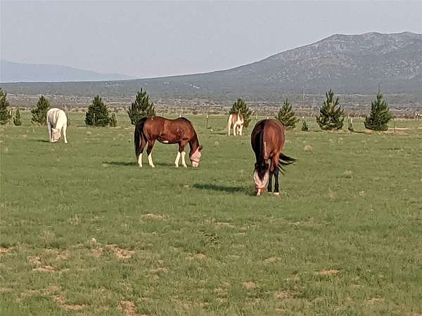 40.5 Acres of Recreational & Residential Land for Sale in Stanley, New Mexico