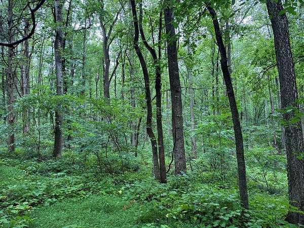 25.3 Acres of Recreational & Residential Land for Sale in Mineral, Virginia