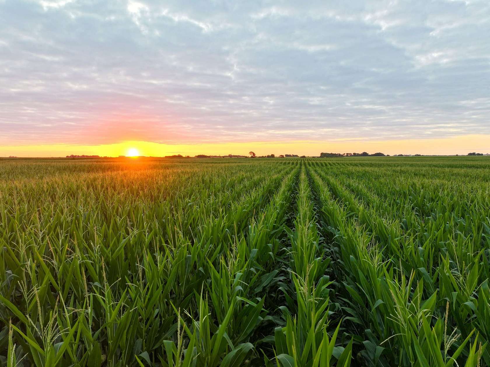 117 Acres of Land for Sale in Fairbank, Iowa