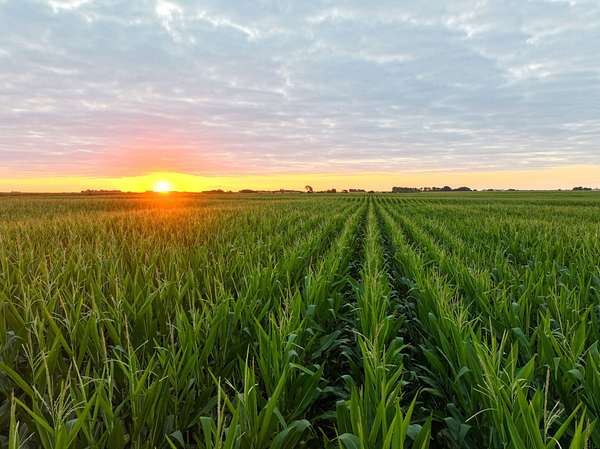 117 Acres of Land for Sale in Fairbank, Iowa