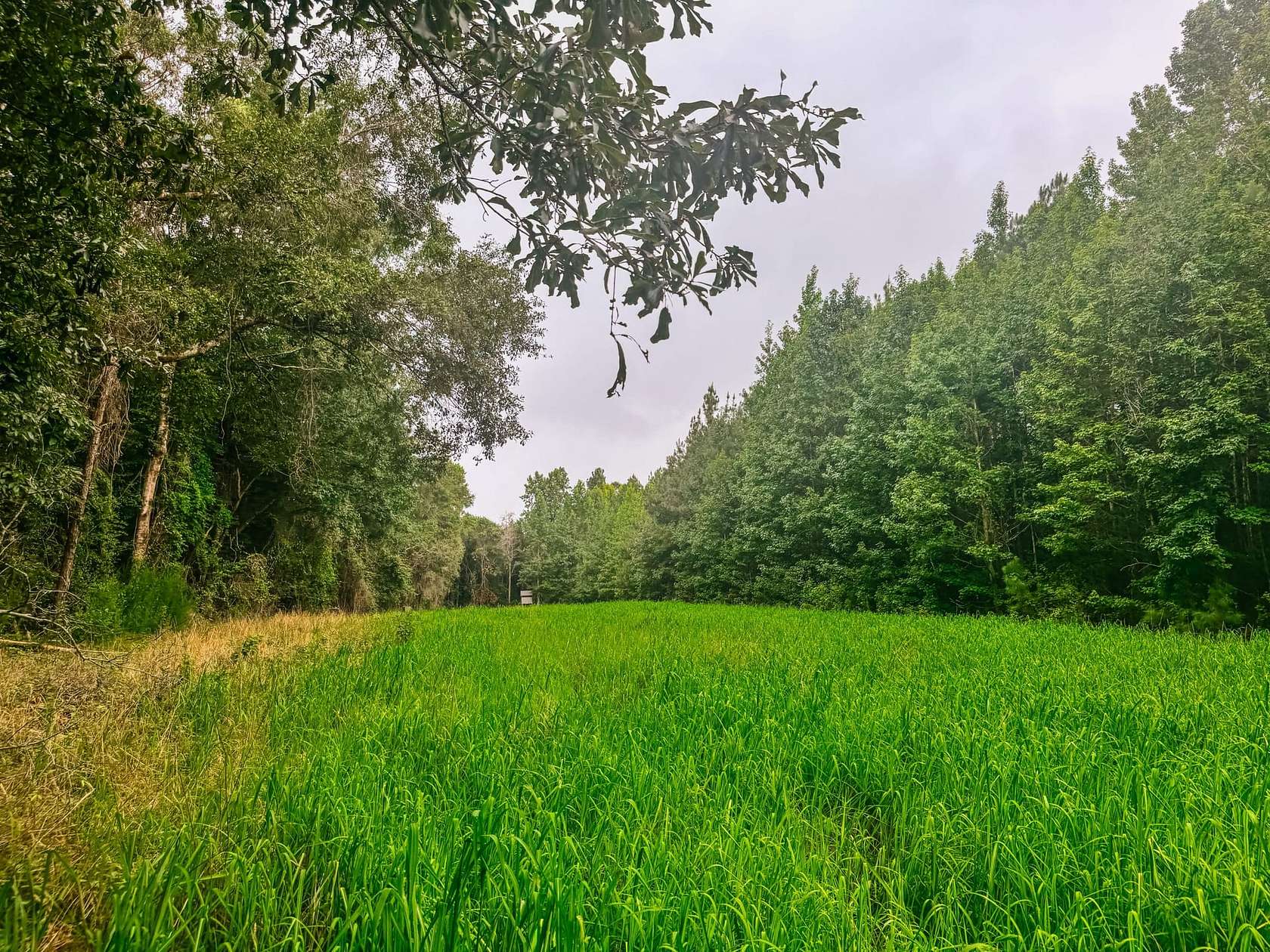 41 Acres of Land for Sale in Auburn, Alabama