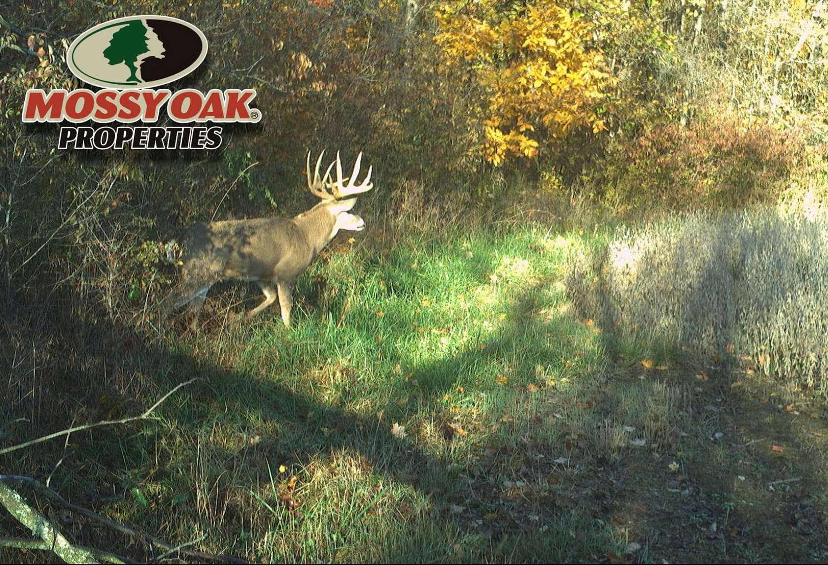 51 Acres of Recreational Land for Sale in Albany, Indiana