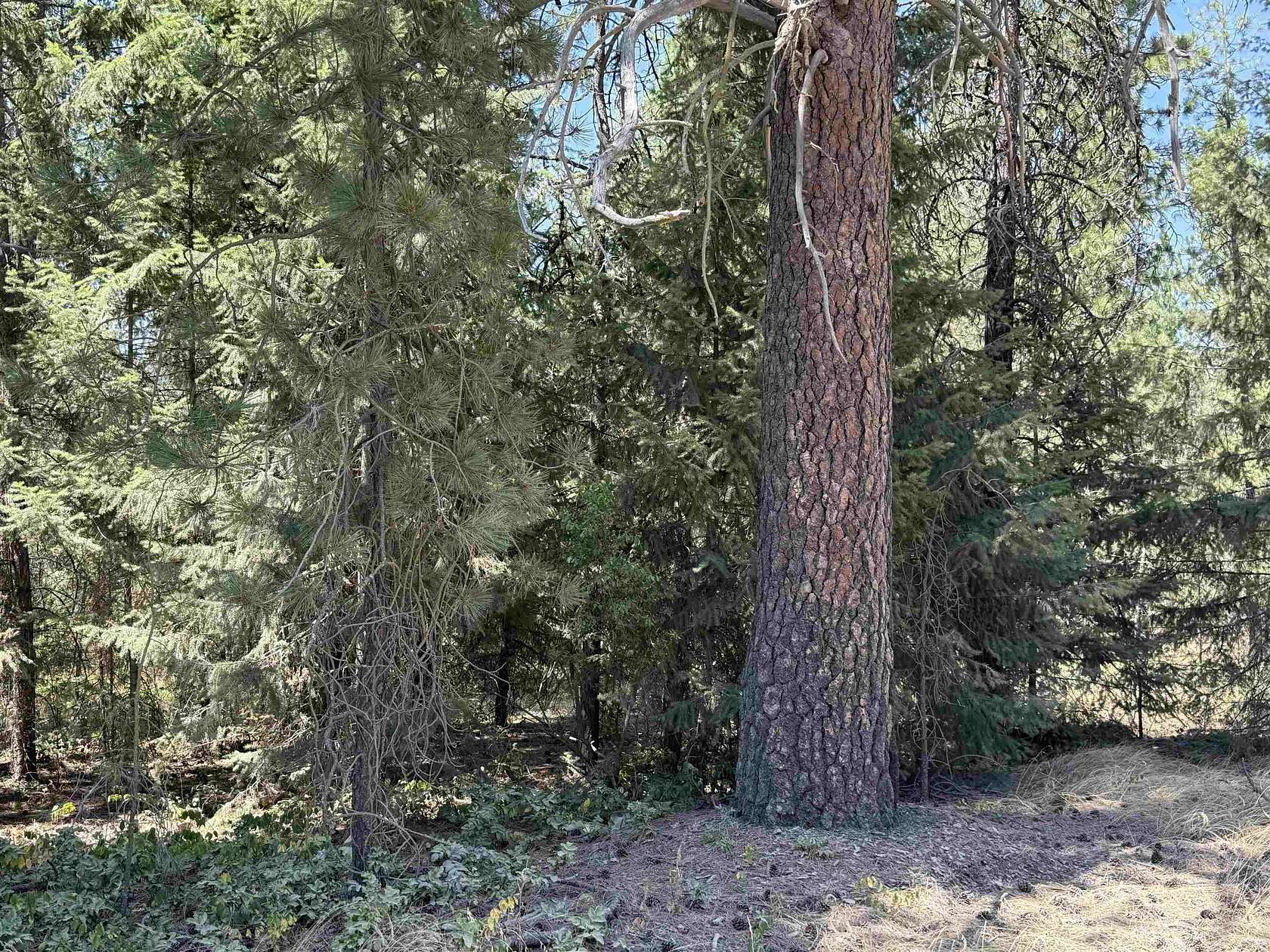 11.8 Acres of Recreational & Residential Land for Sale in Chattaroy, Washington