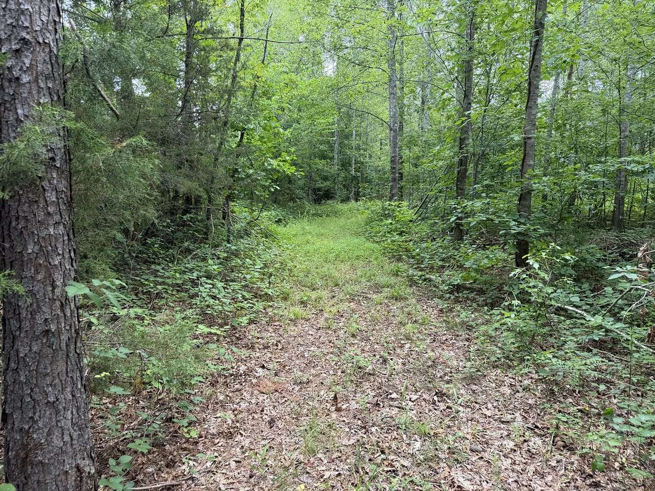 23 Acres of Land for Sale in Java, Virginia