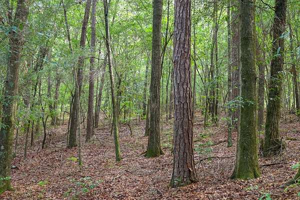 40 Acres of Land for Sale in Milledgeville, Georgia