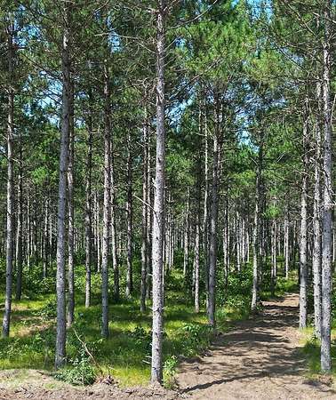 2.3 Acres of Residential Land for Sale in Rome, Wisconsin