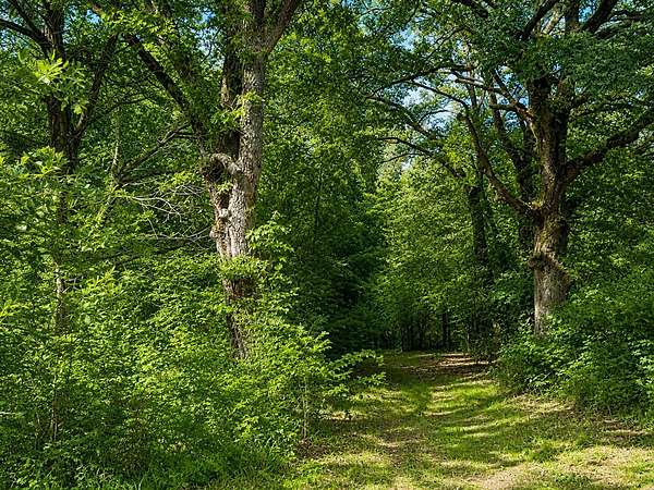 23.3 Acres of Recreational & Residential Land for Sale in Mineola, Texas