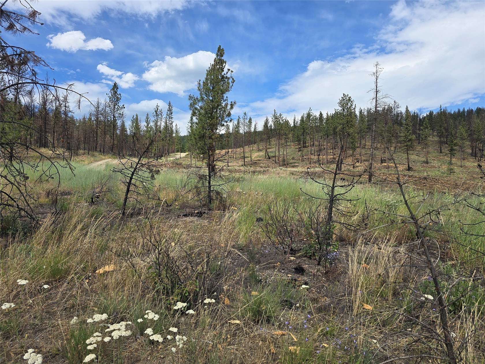 20 Acres of Recreational Land for Sale in Plains, Montana