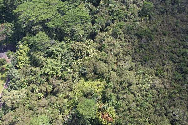 1.24 Acres of Residential Land for Sale in Pahoa, Hawaii