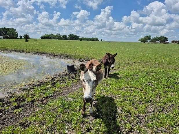 10 Acres of Agricultural Land for Sale in Ladonia, Texas