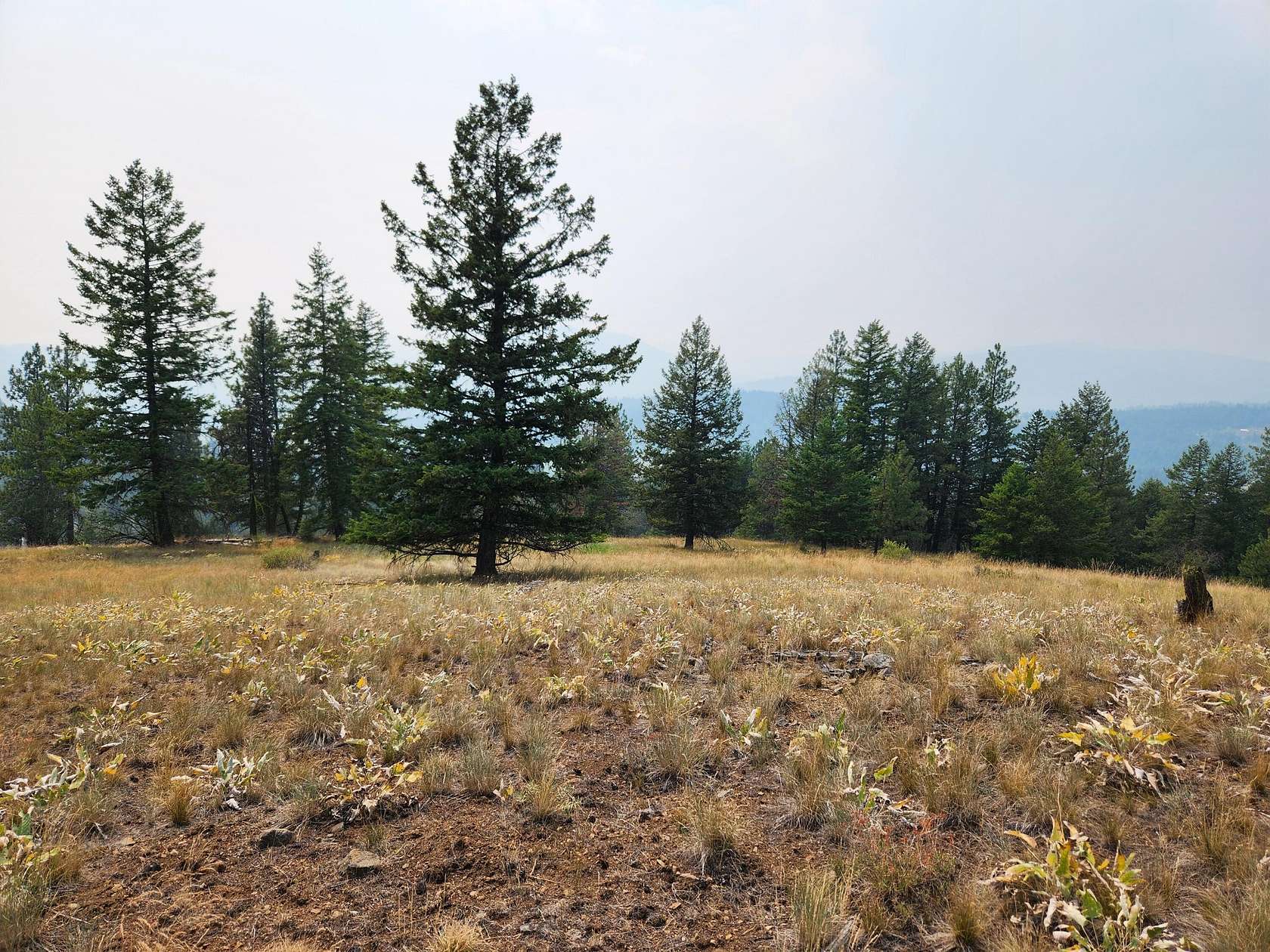 49.8 Acres of Recreational & Residential Land for Sale in Republic, Washington