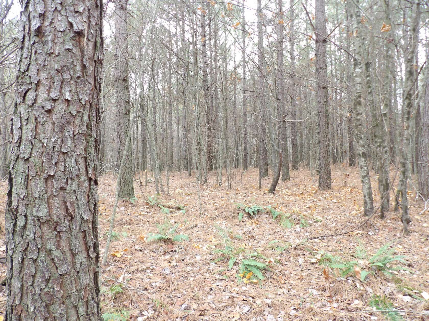 25 Acres of Recreational Land for Sale in Evensville, Tennessee