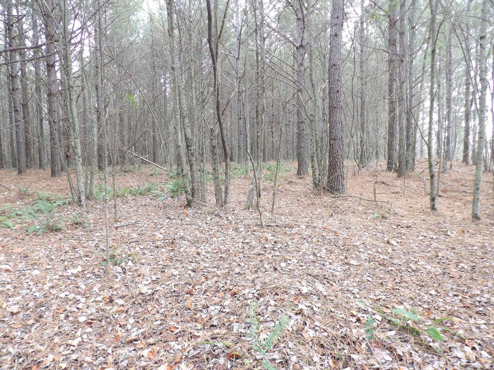 11 Acres of Land for Sale in Evensville, Tennessee