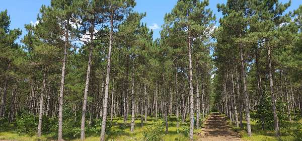 5.14 Acres of Land for Sale in Rome, Wisconsin