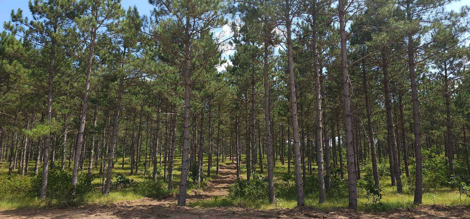 2 Acres of Residential Land for Sale in Rome, Wisconsin