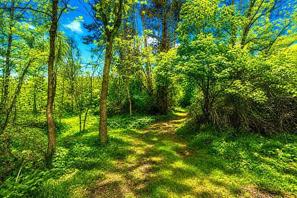 12.5 Acres of Land for Sale in Dexter, Michigan