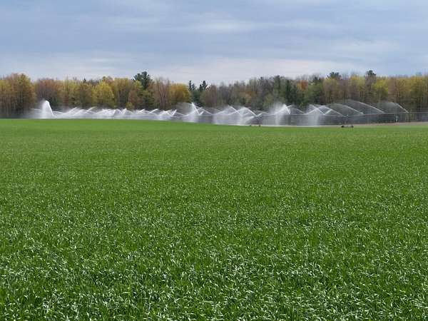 70 Acres of Land for Sale in Kaleva, Michigan