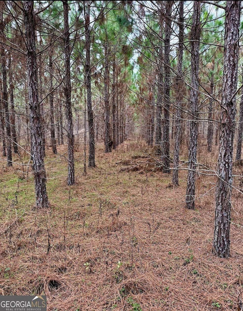 5.3 Acres of Residential Land for Sale in Glennville, Georgia