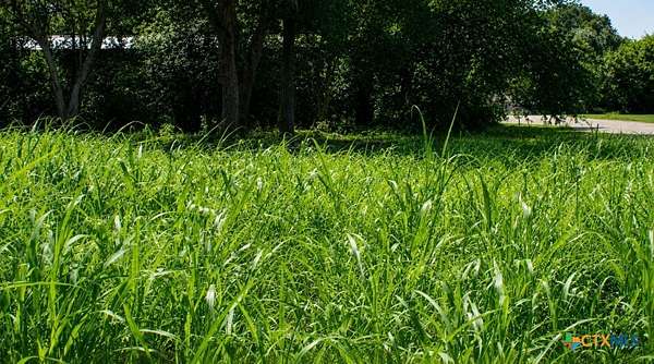 0.13 Acres of Land for Sale in Waelder, Texas