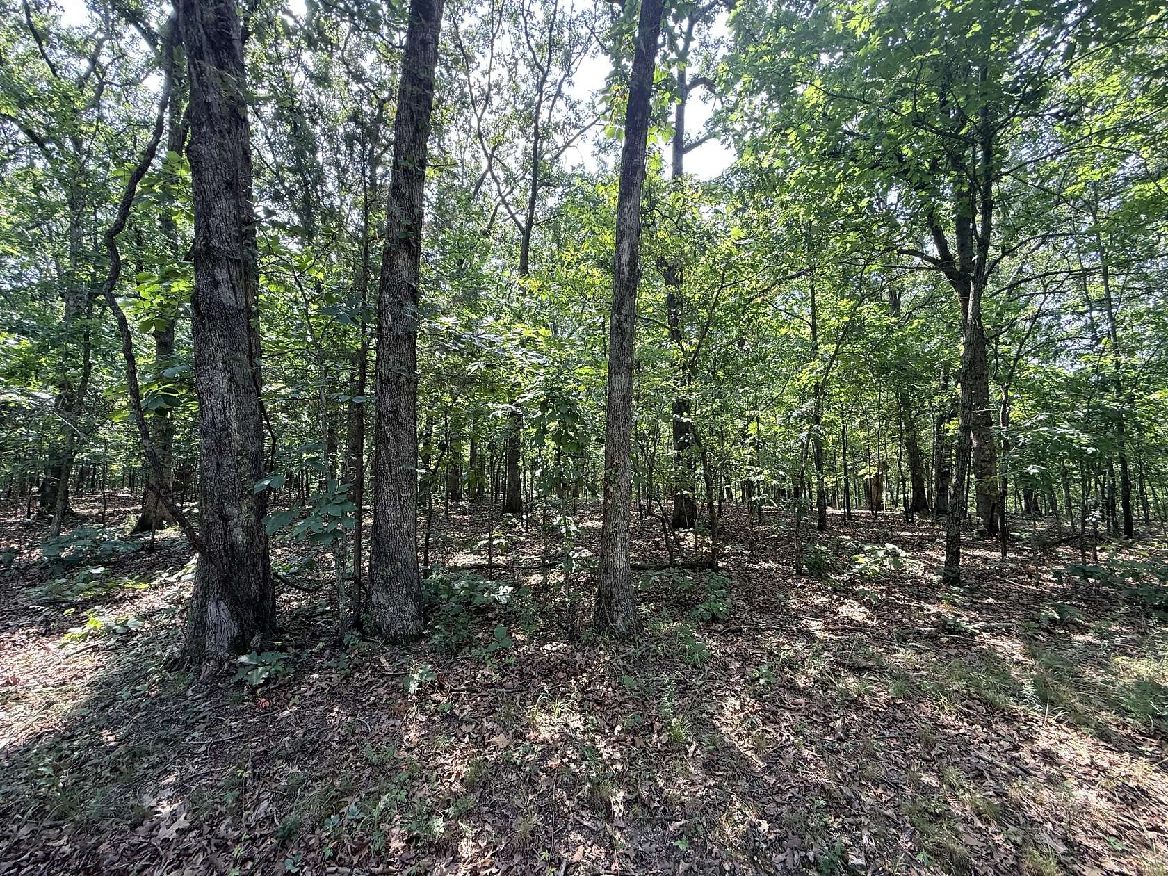 80 Acres of Recreational Land for Sale in Gravois Mills, Missouri