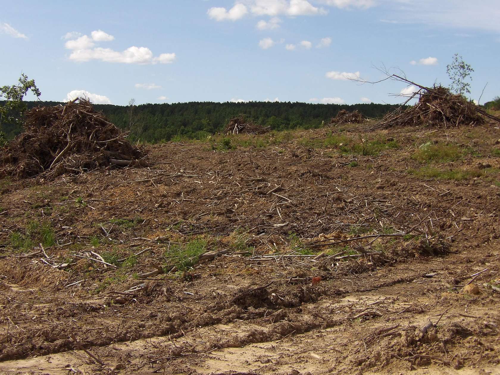 11.6 Acres of Land for Sale in Evensville, Tennessee