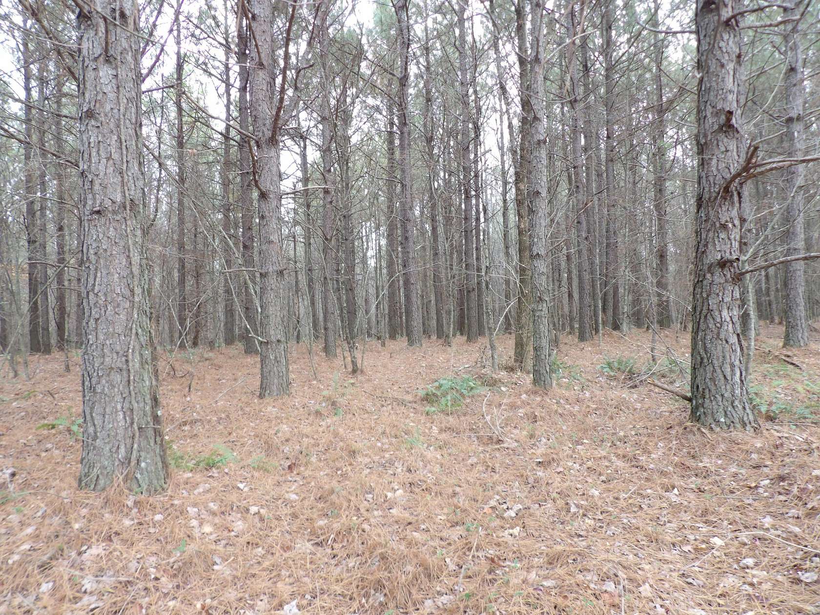10 Acres of Land for Sale in Evensville, Tennessee