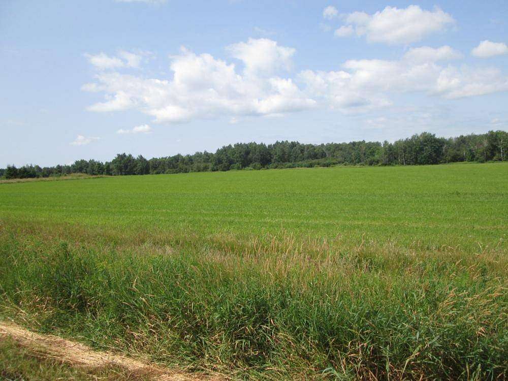 77.5 Acres of Land for Auction in Curtiss, Wisconsin