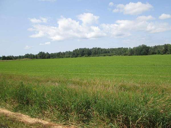 77.5 Acres of Land for Auction in Curtiss, Wisconsin