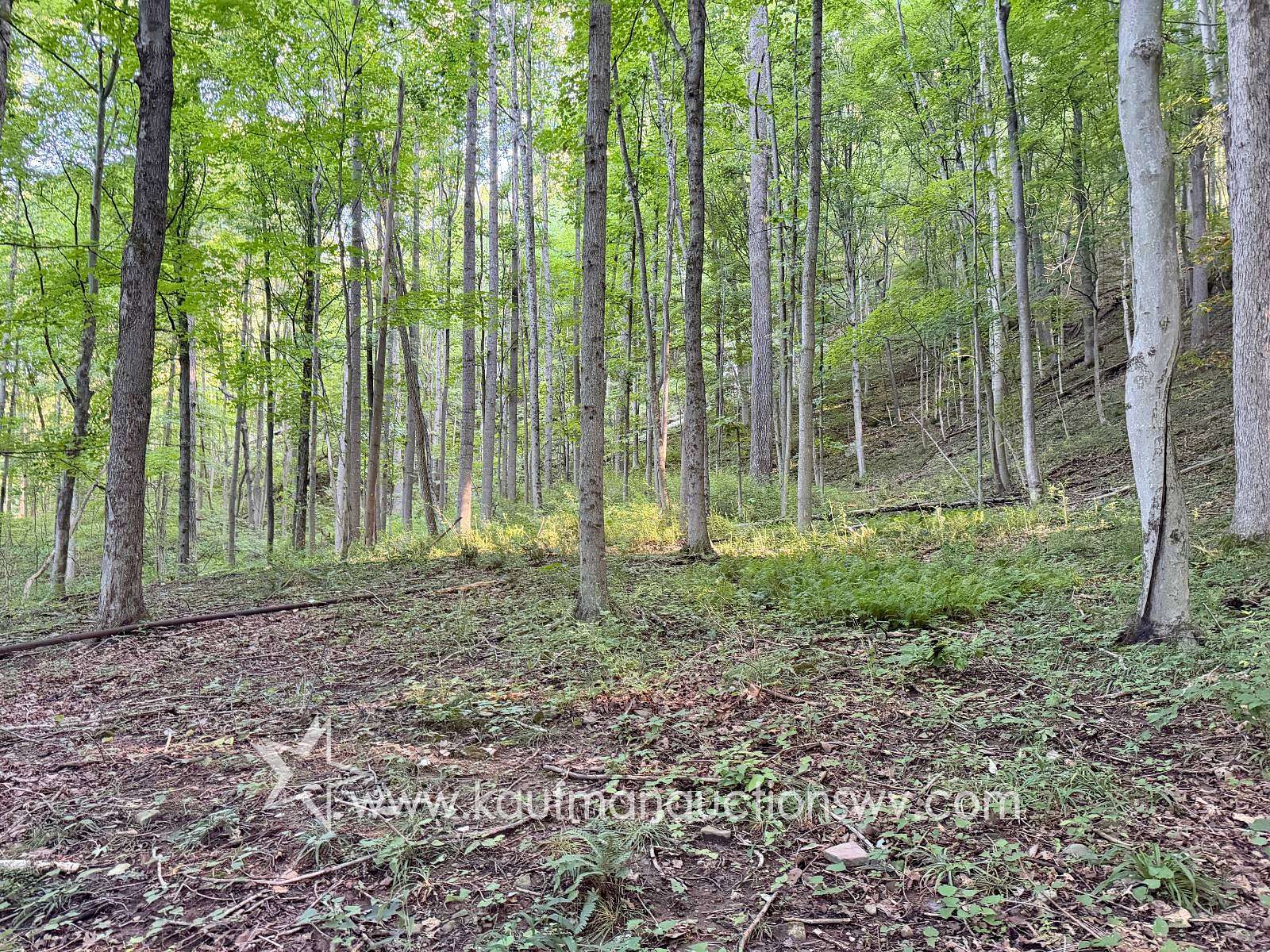 144 Acres of Recreational Land for Auction in St. Marys, West Virginia