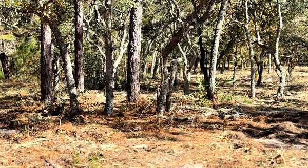 9.2 Acres of Residential Land for Sale in Brooksville, Florida