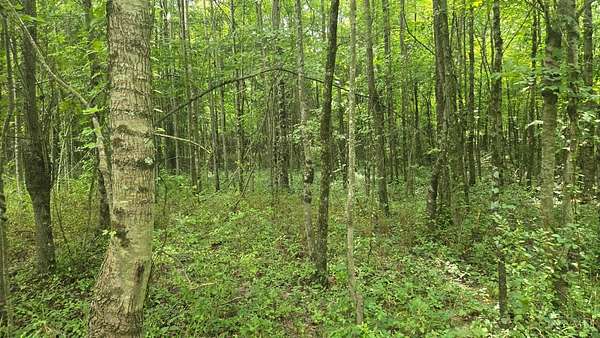 4.44 Acres of Residential Land for Sale in Blanchester, Ohio