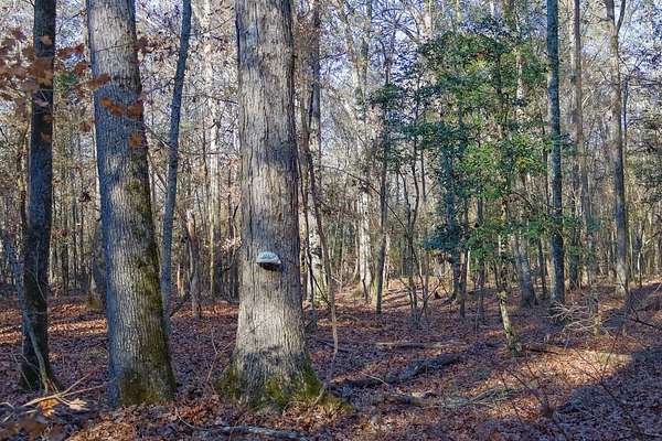 113 Acres of Land for Sale in Cochran, Georgia