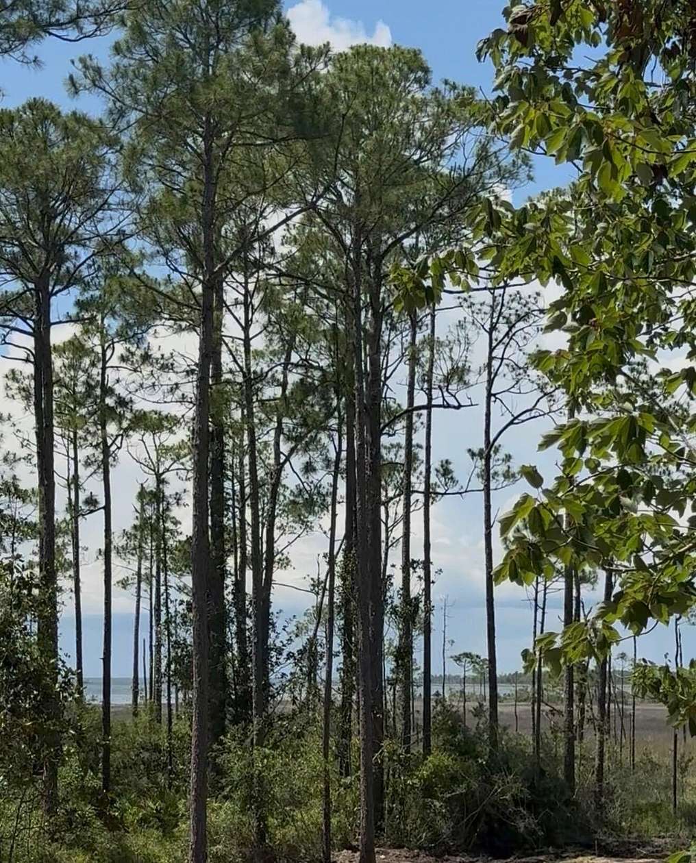 0.14 Acres of Residential Land for Sale in Santa Rosa Beach, Florida