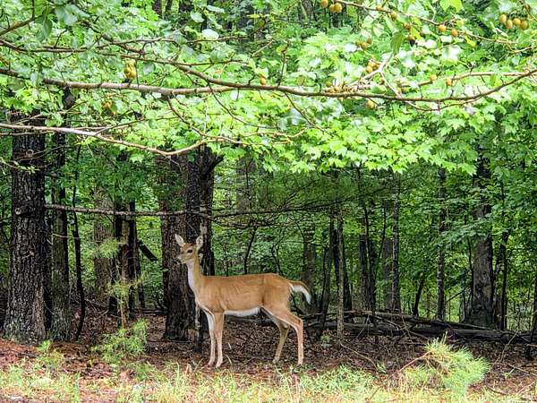 0.94 Acres of Residential Land for Sale in Moneta, Virginia