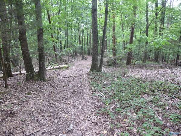 41.9 Acres of Recreational & Residential Land for Sale in Fort Payne, Alabama