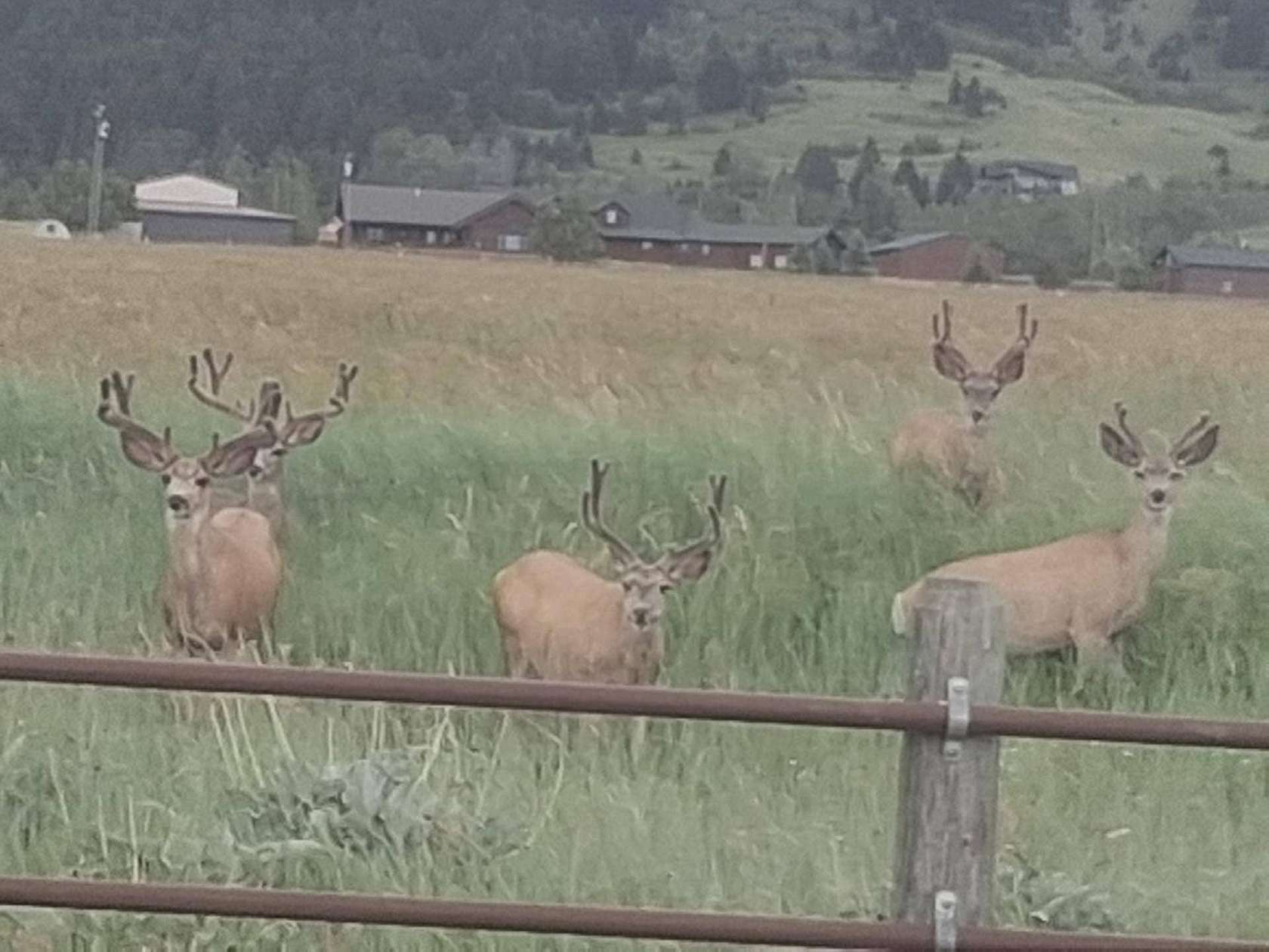 20 Acres of Land for Sale in Bozeman, Montana